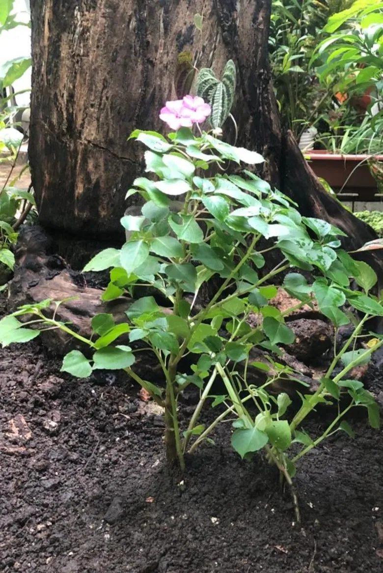 Íris poster background