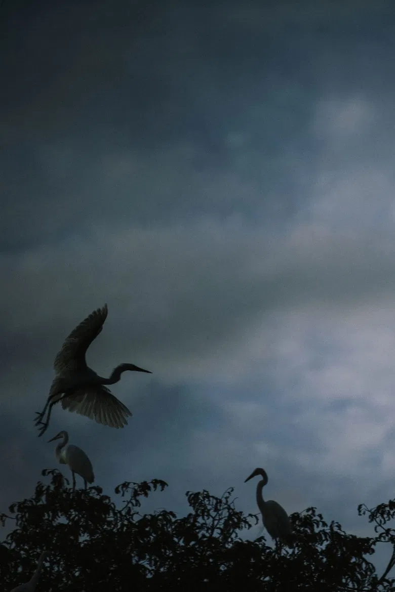 Avant la nuit poster background