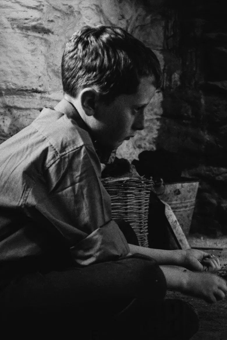 The Welfare of Tomás Ó Hallissy poster background