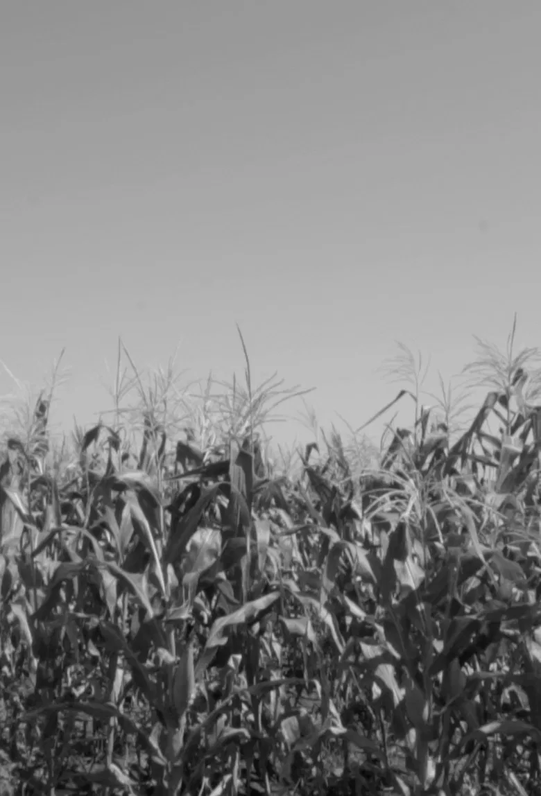 Guajiro poster background