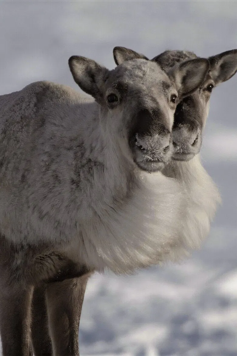 Caribou Nation poster background
