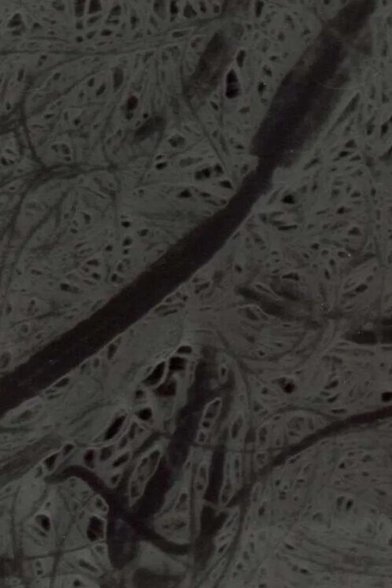 Ecosystem 6 ~ A Sort of Mycelium poster background