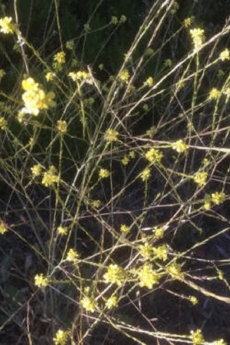 Naos poster background