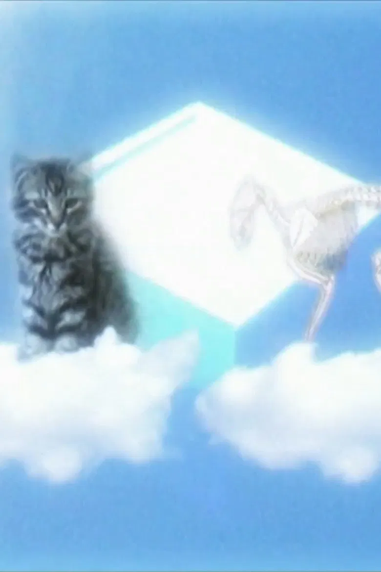 Le Chat De Shrodinger poster background