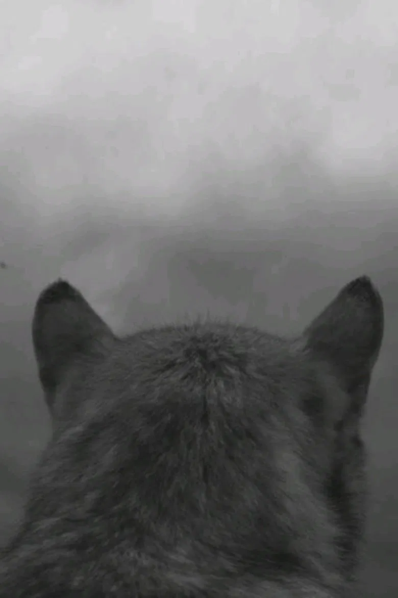 From the Mountain poster background