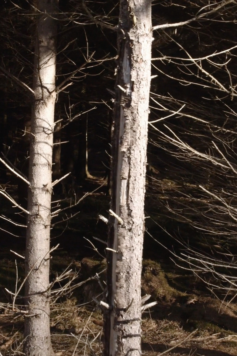 Recreational Forest poster background