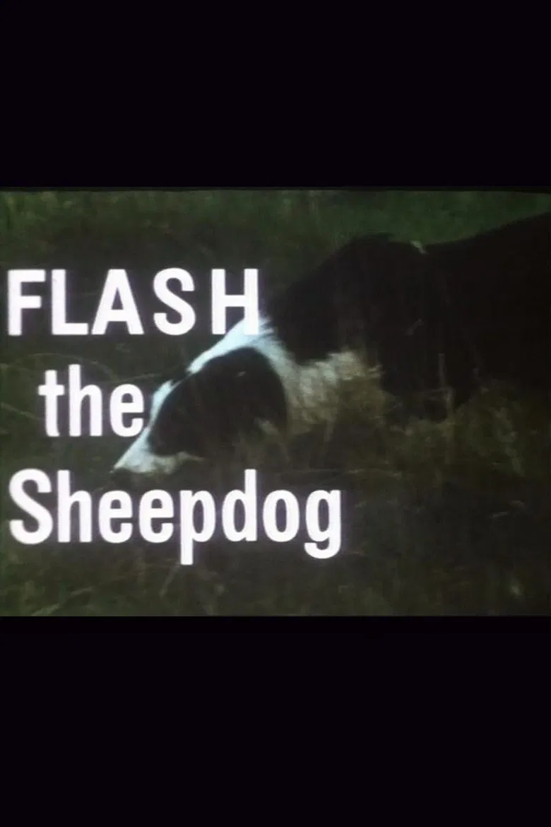 Flash the Sheepdog poster background