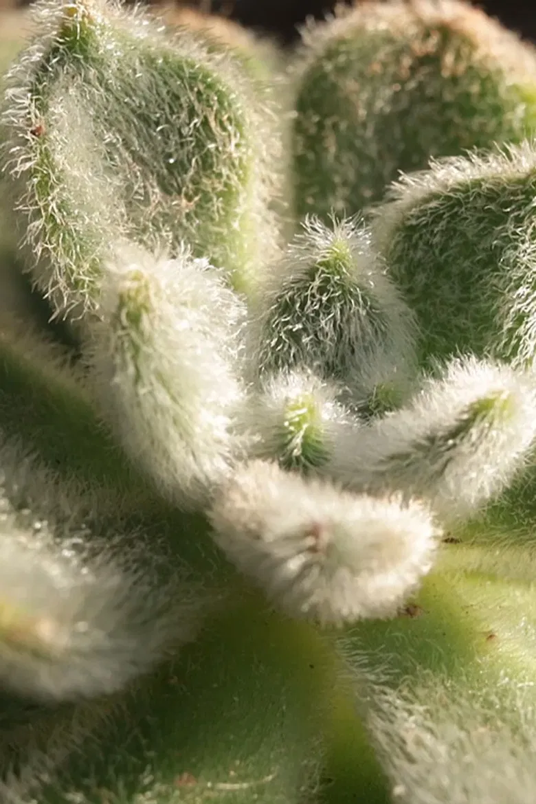 Cactus Touch poster background