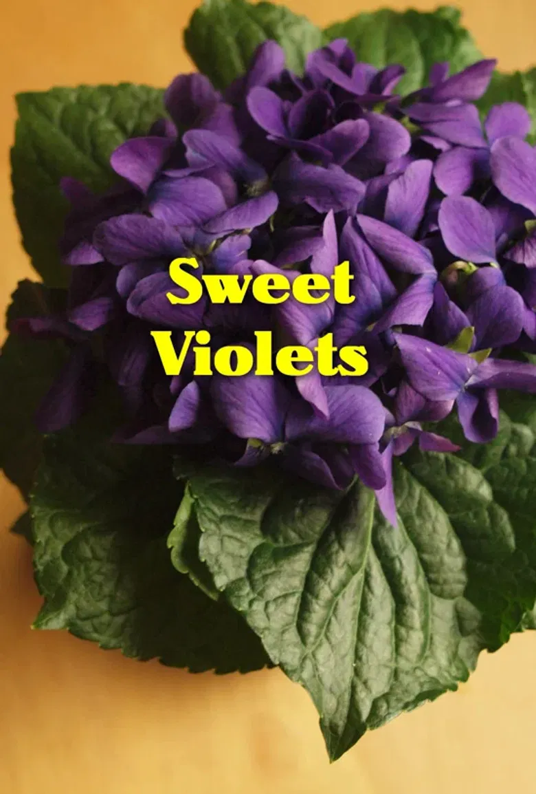 Sweet Violets poster background