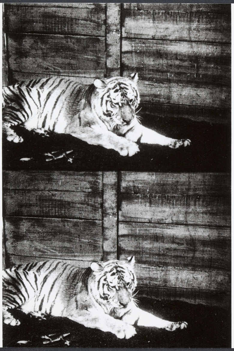 Beasts of the Jungle poster background