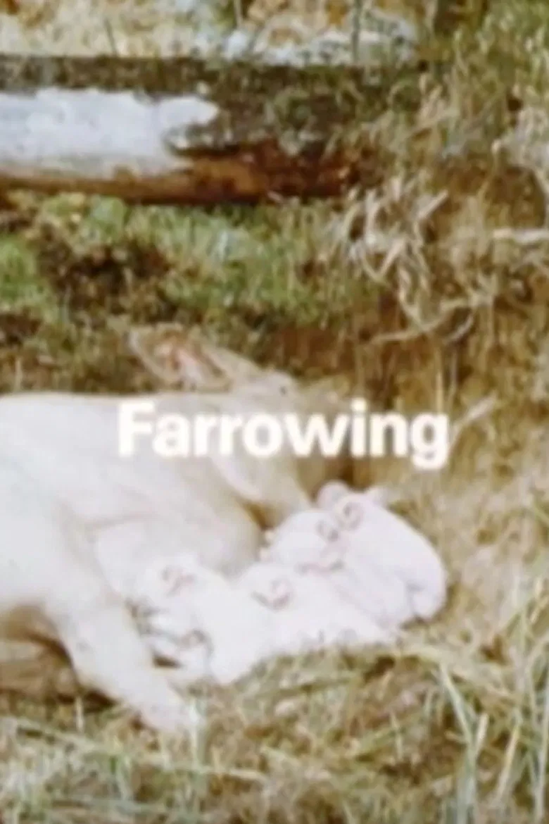 Behavior Of Domestic-Pigs In A Semi-Natural Pig-Park poster background