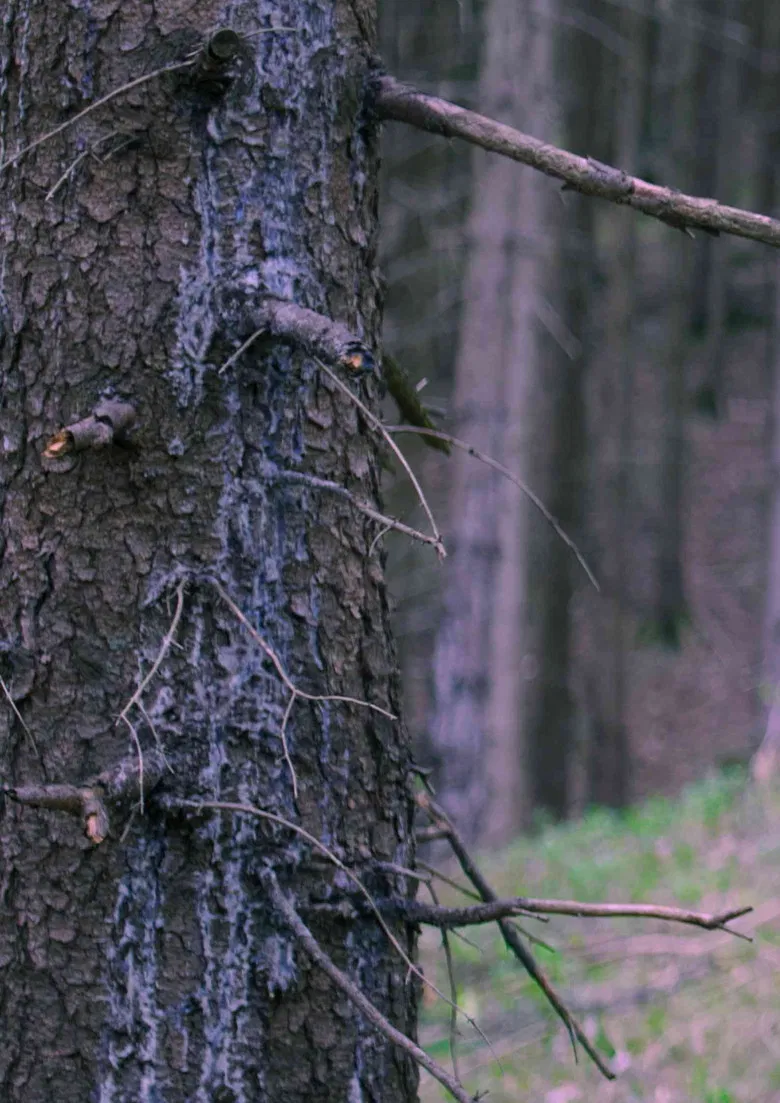 In The Woods poster background