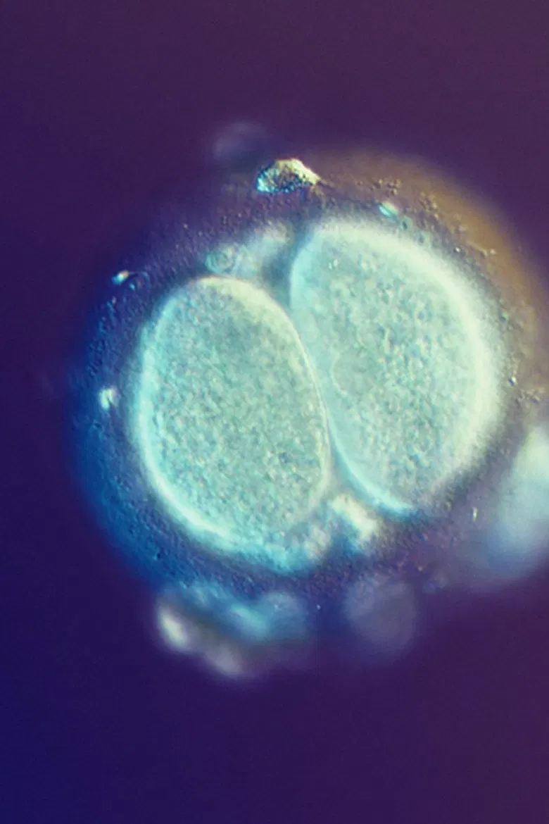 Sagan om Livet poster background