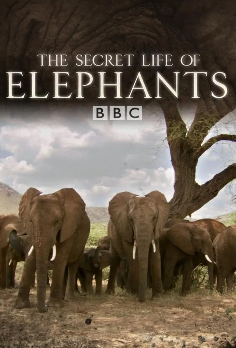 The Secret Life of Elephants poster background