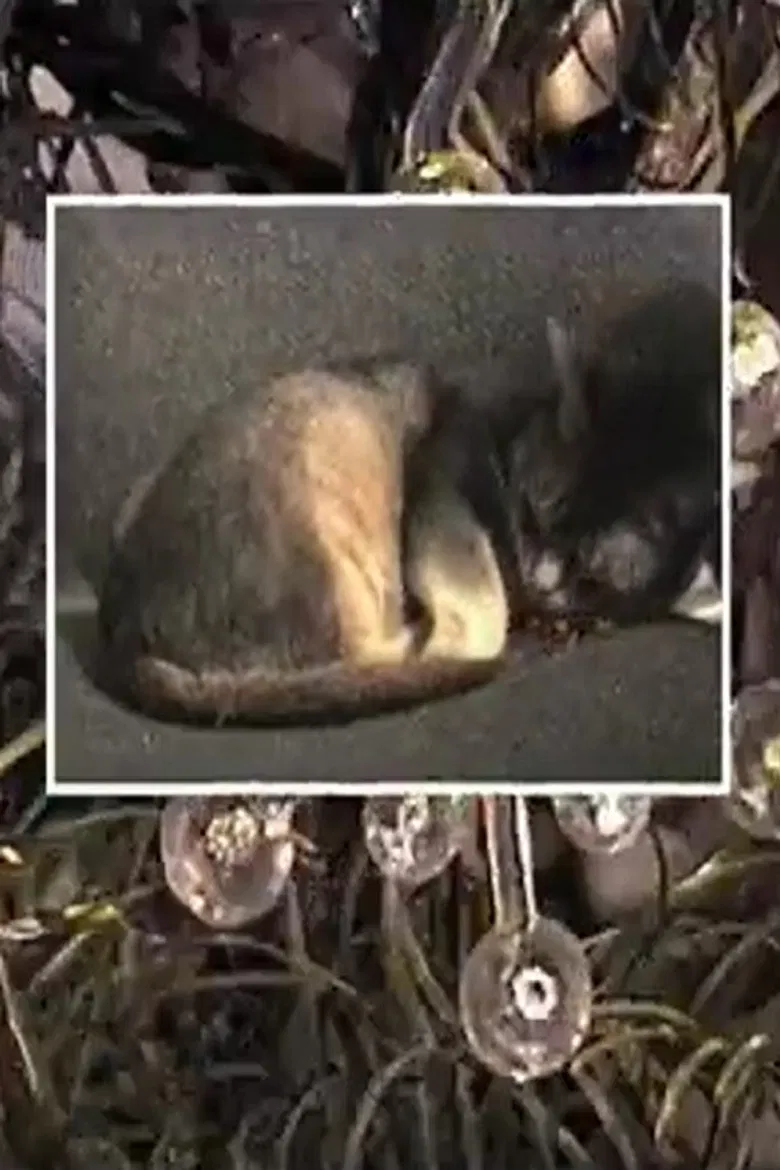 Calorie Cottage poster background