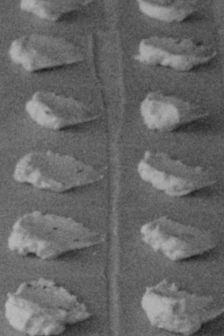 Tortelloni poster background