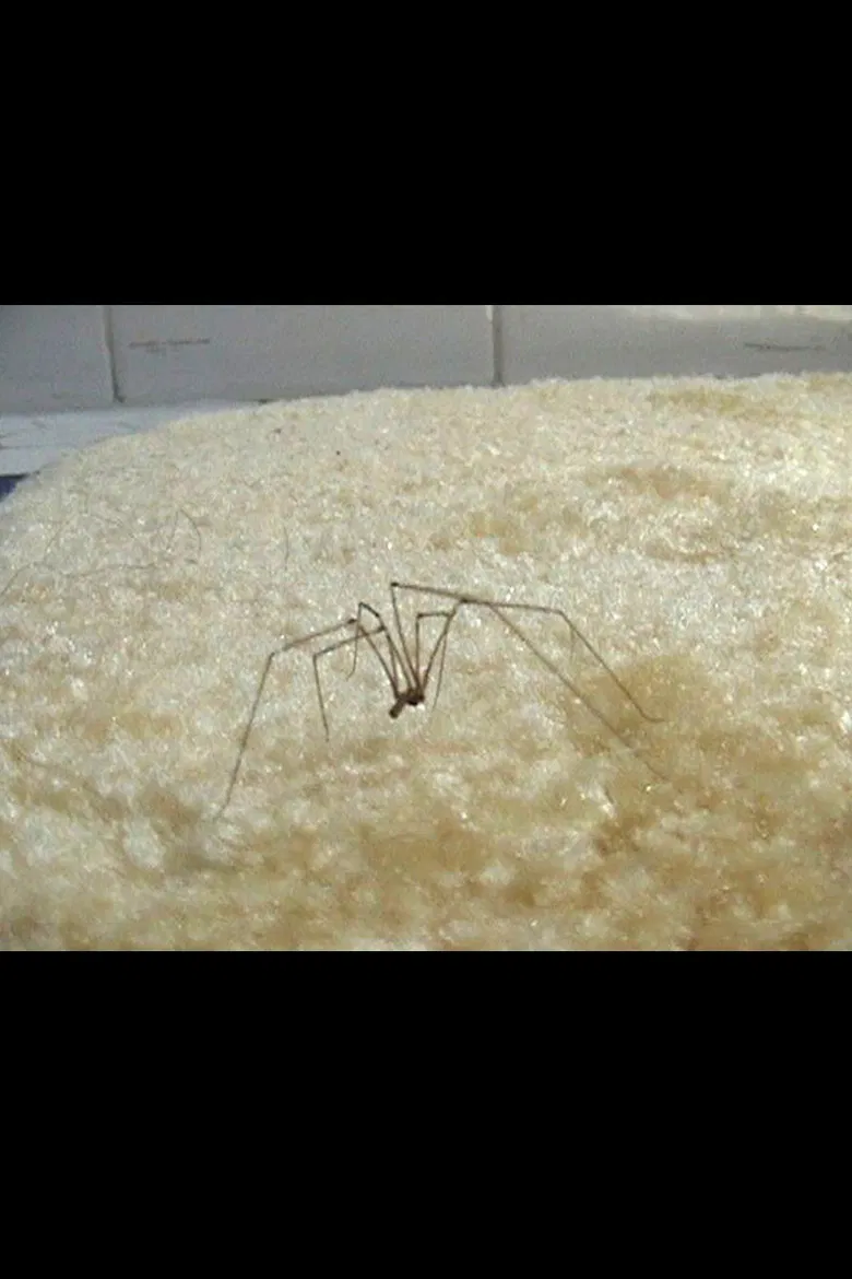 Coven of the Heathenites poster background