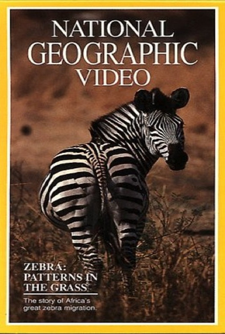 Zebras: Patterns in the Grass poster background