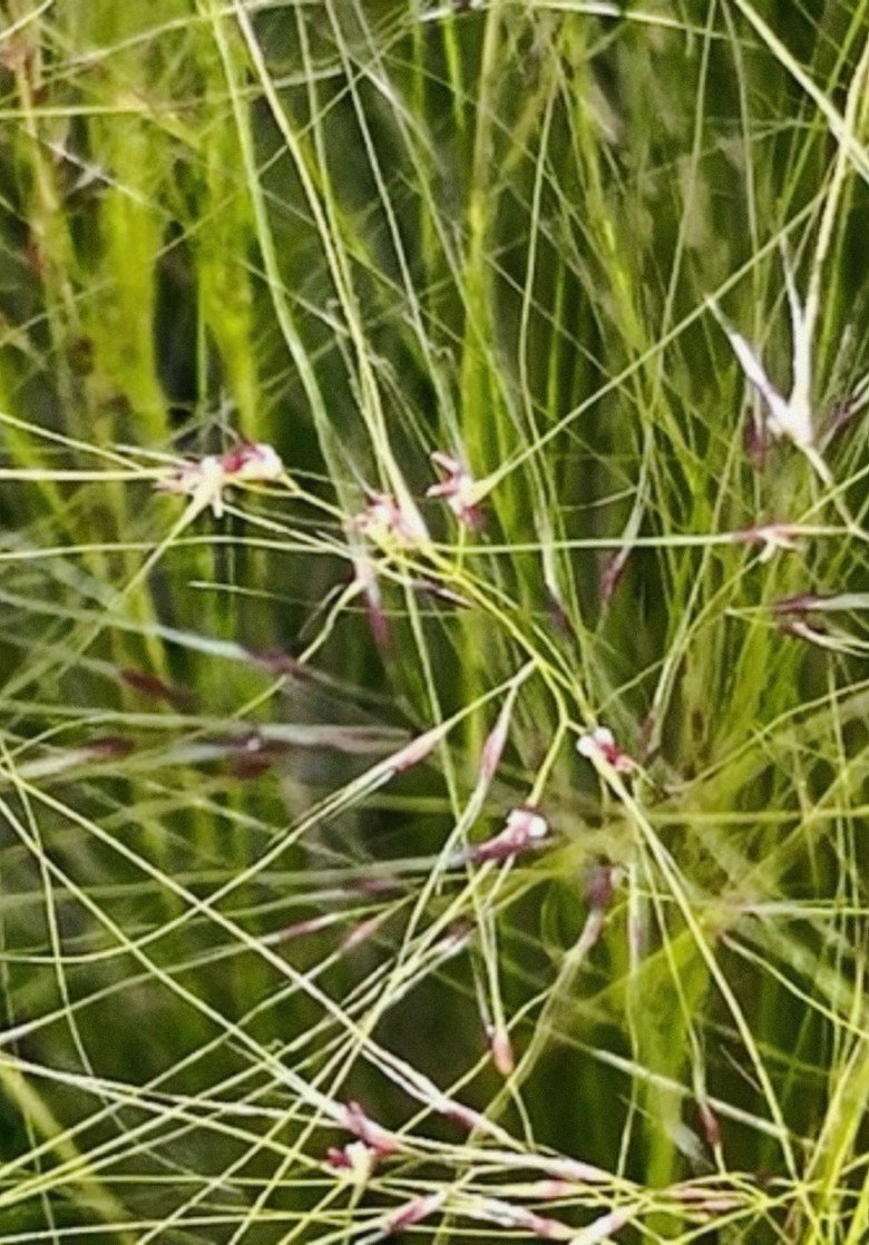 Dreams Reveal a Weightless World poster background