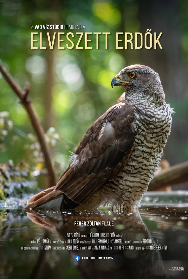 Elveszett erdők poster background