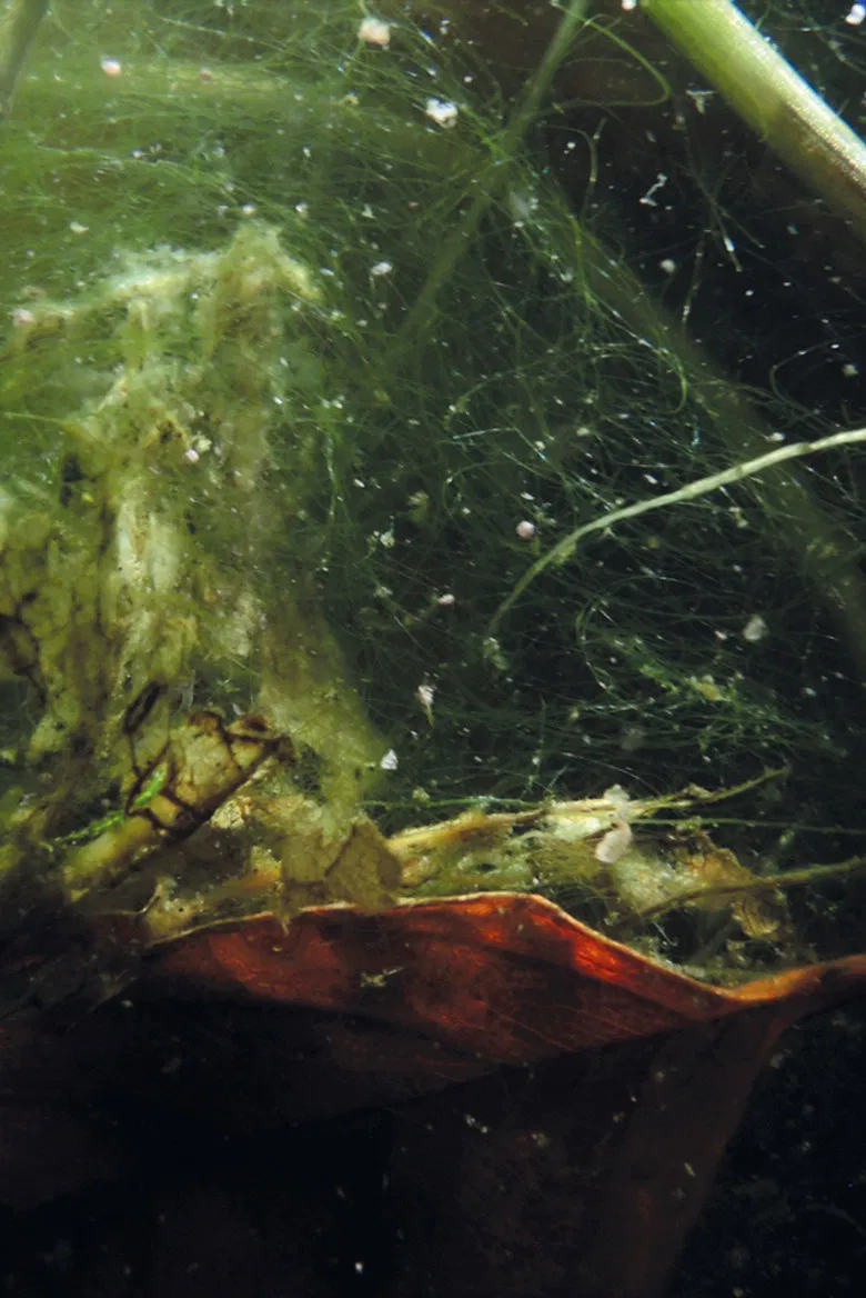 Subotopic poster background