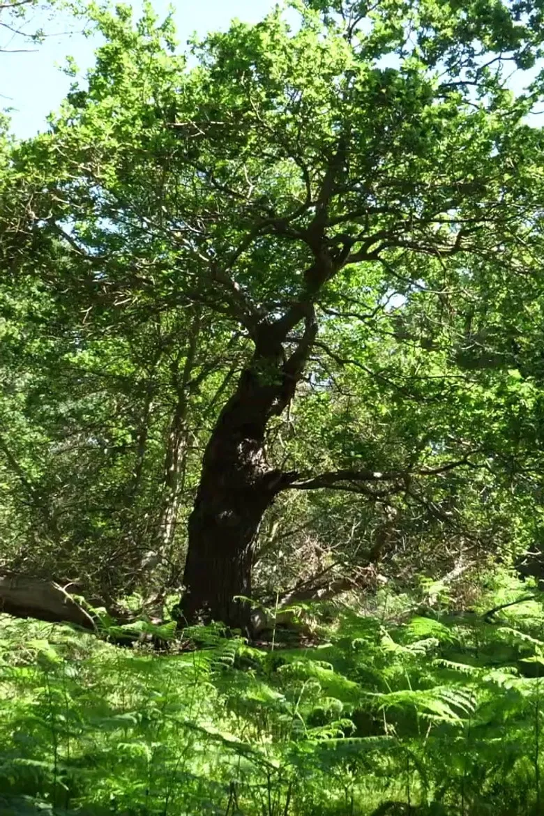 Arboreal poster background