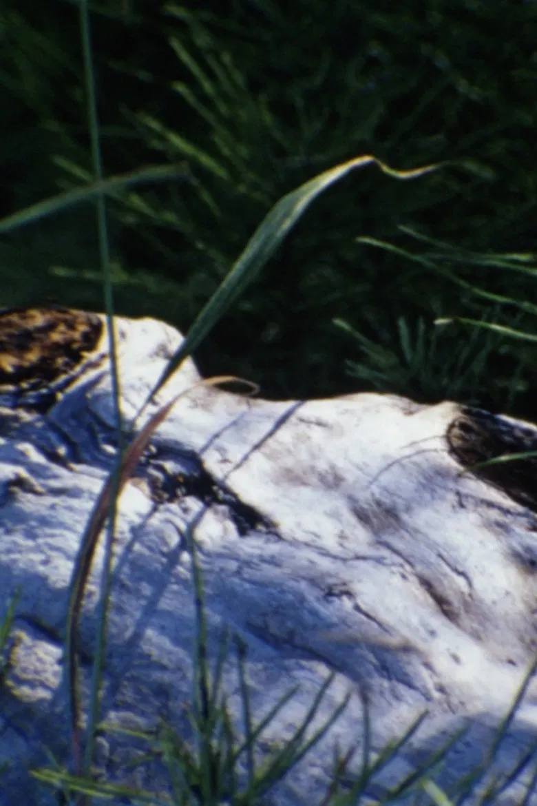 au bord de la rivière poster background