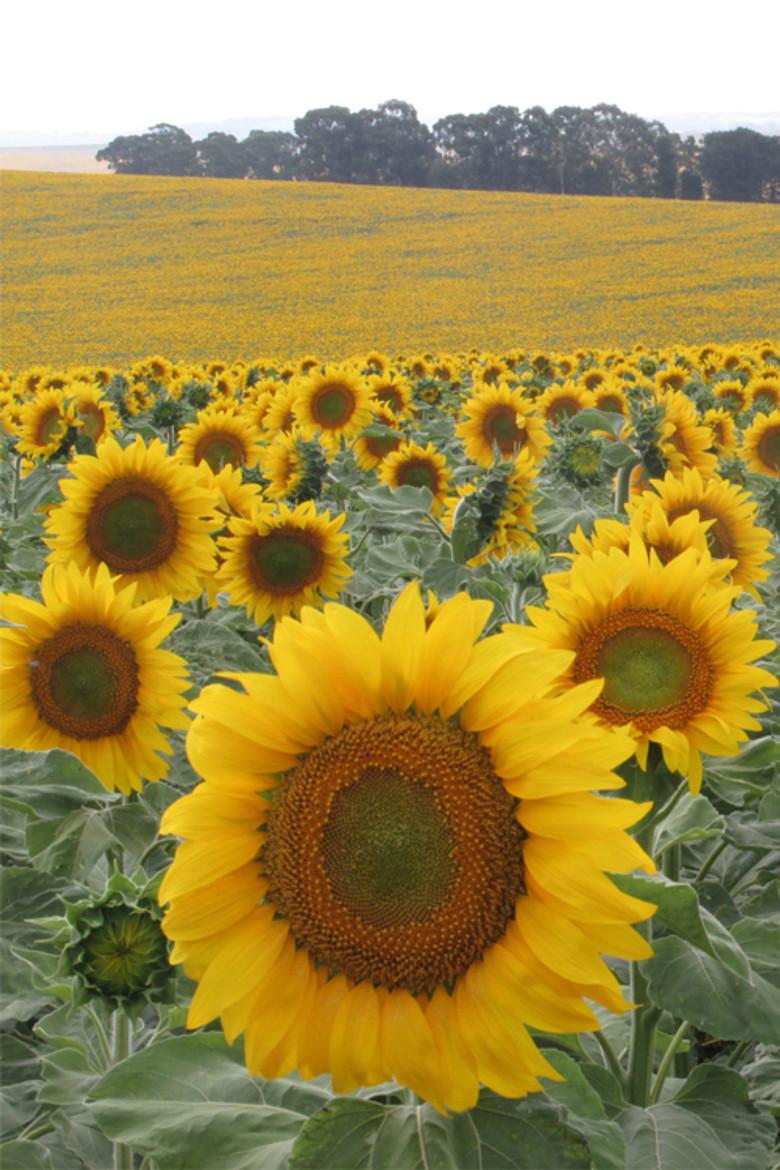 Poilean poster background