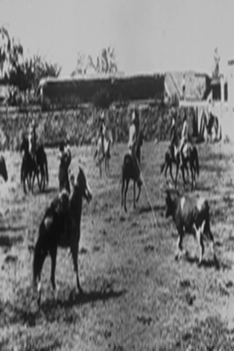 Lassage d'un boeuf sauvage poster background