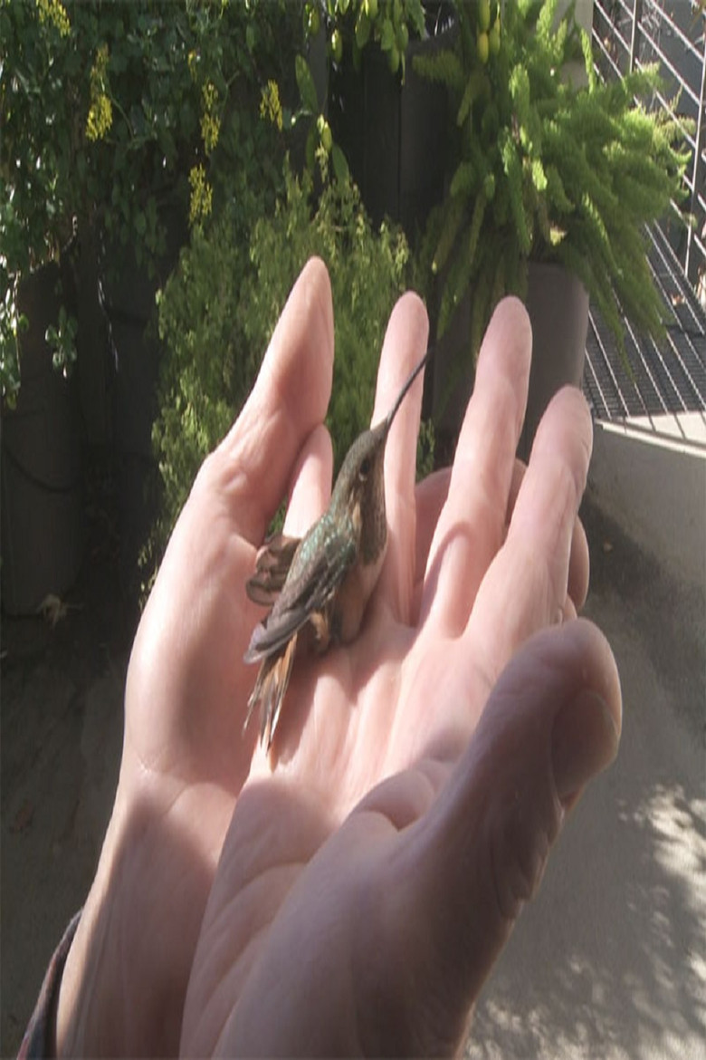 Birds in the Window poster background