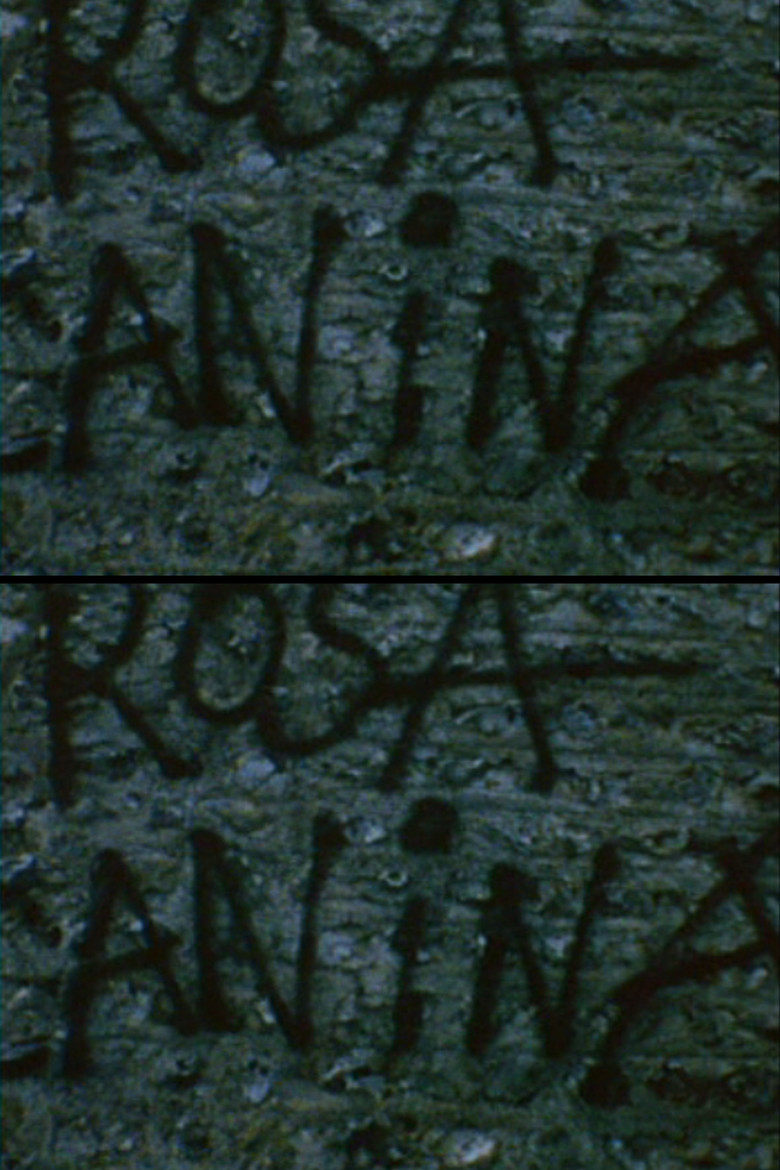 Rosa Canina poster background