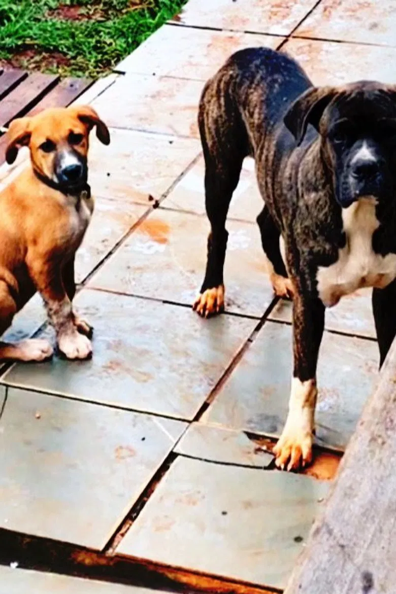 Almas Silenciosas poster background