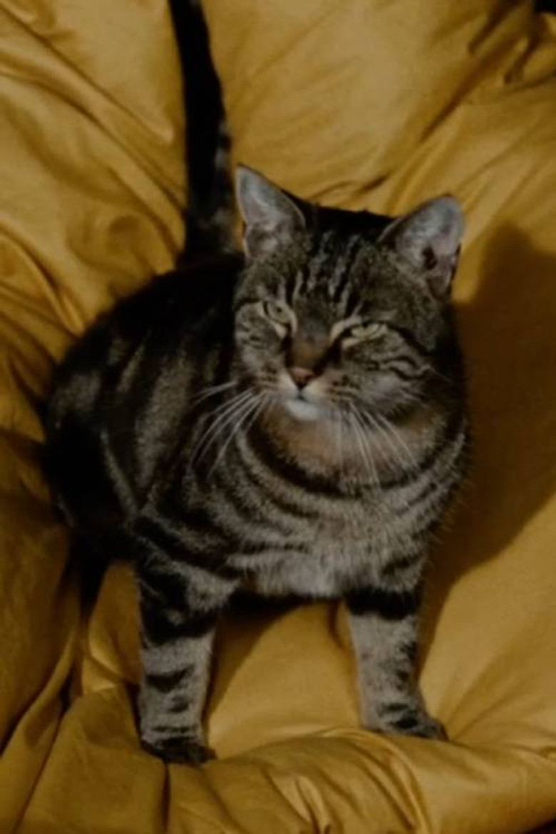 No animal poster background