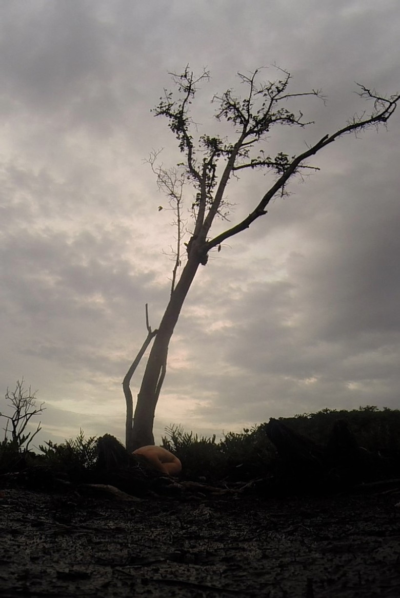 Octopus poster background