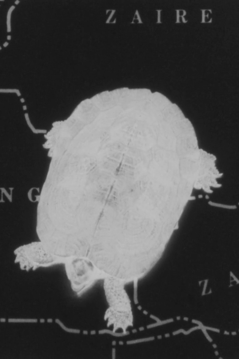 Turtle Dreams poster background