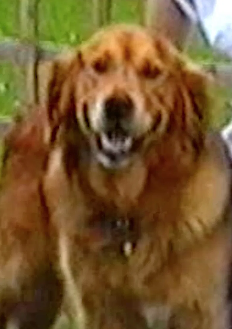 Puffin & Holly poster background