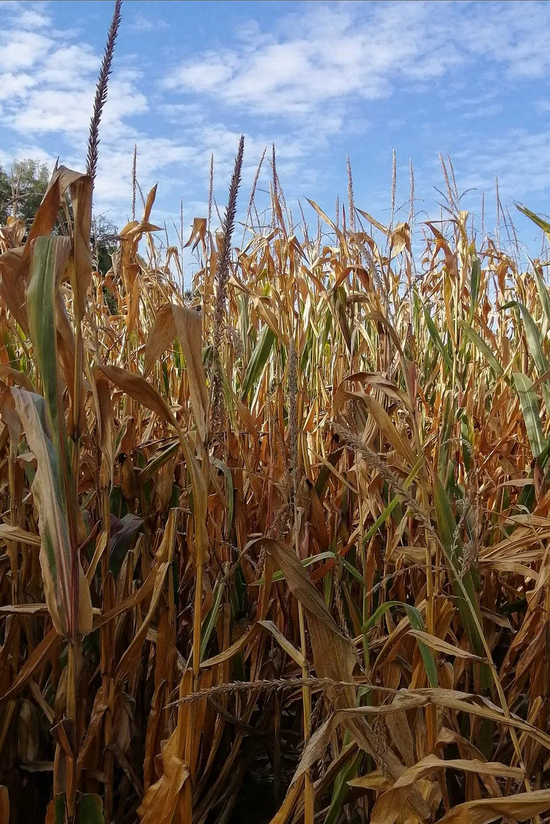 The Temple of Augustus and Livia seen near Saint-Prim poster background