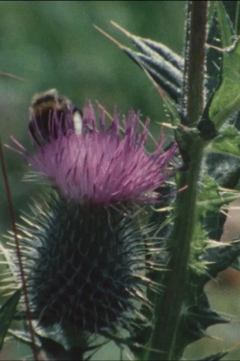 Thistledown poster background