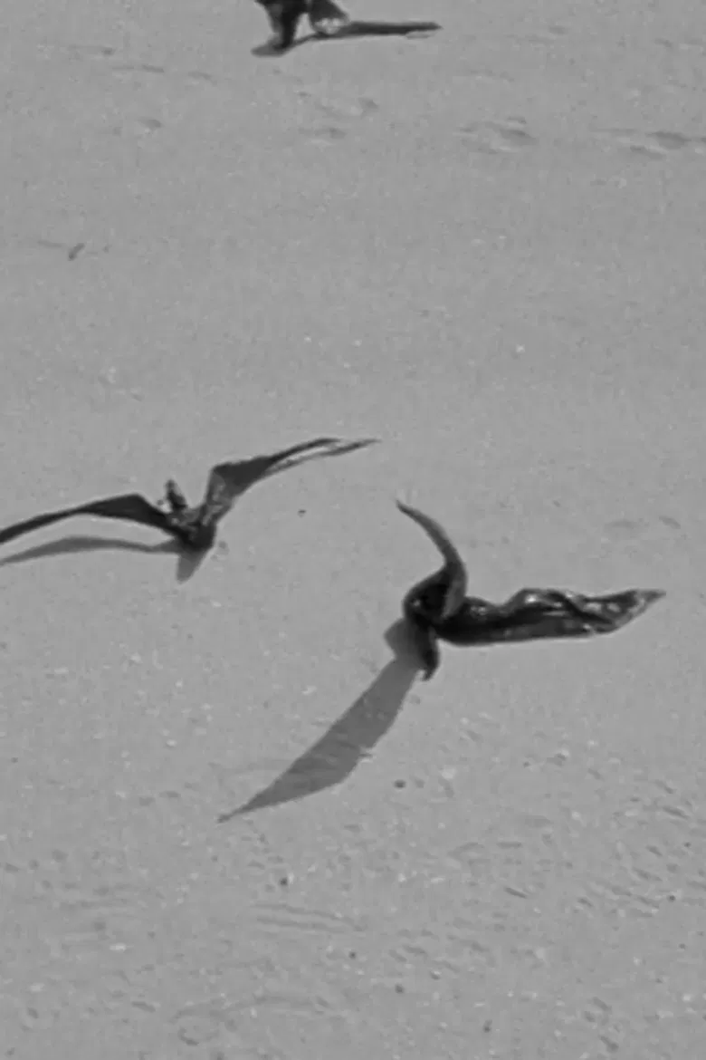 Birds of Prey poster background