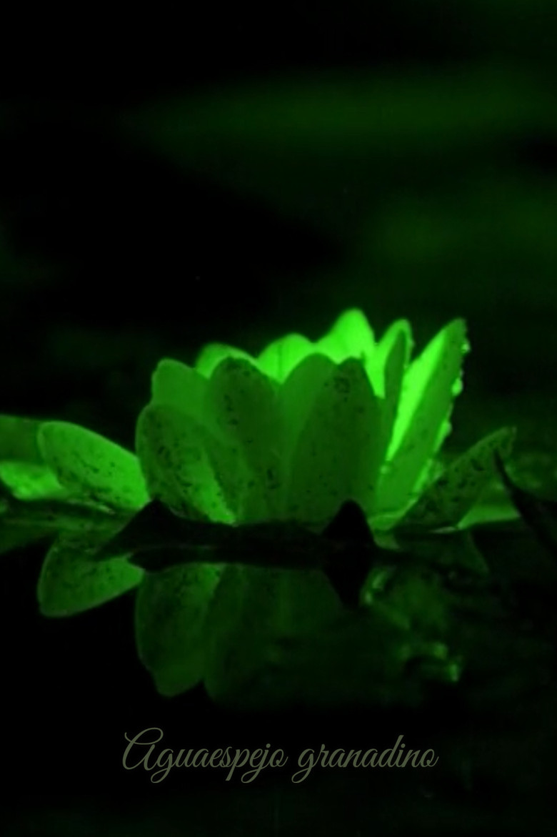 Water-Mirror of Granada poster background