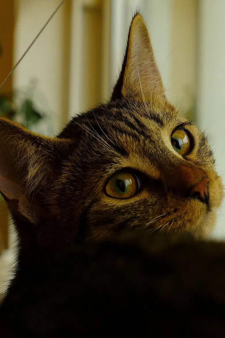 Neko poster background