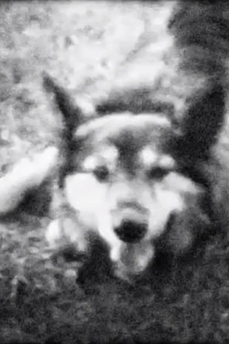 Meeeow. poster background