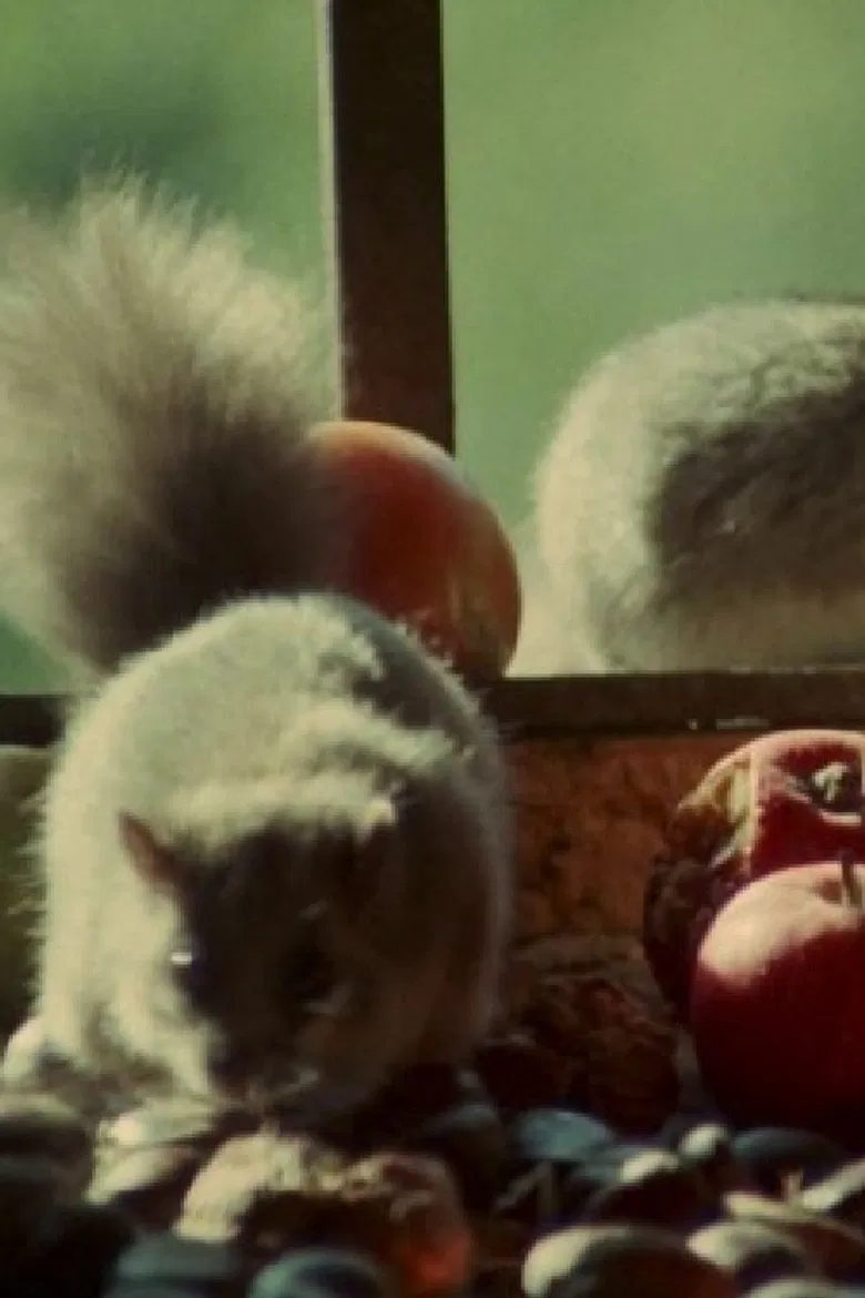 Dormouse poster background