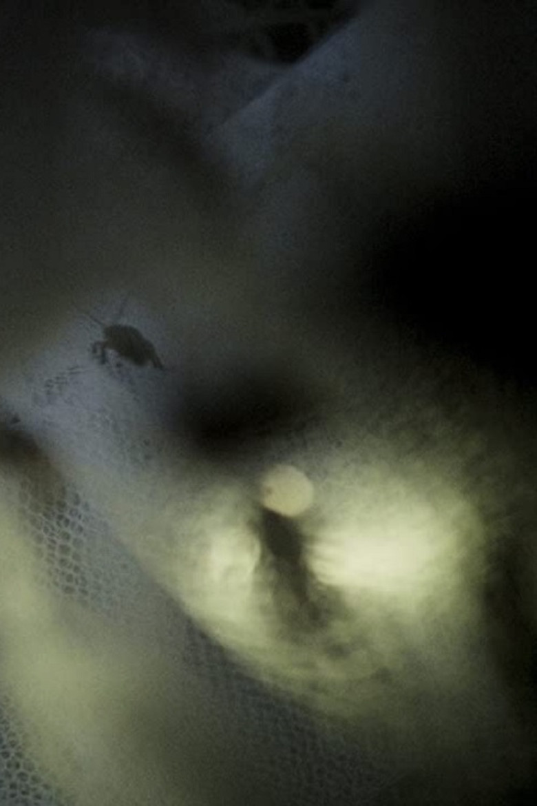 July poster background