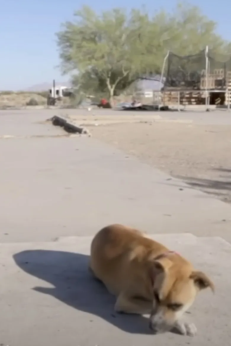 The Last Free Place in America poster background