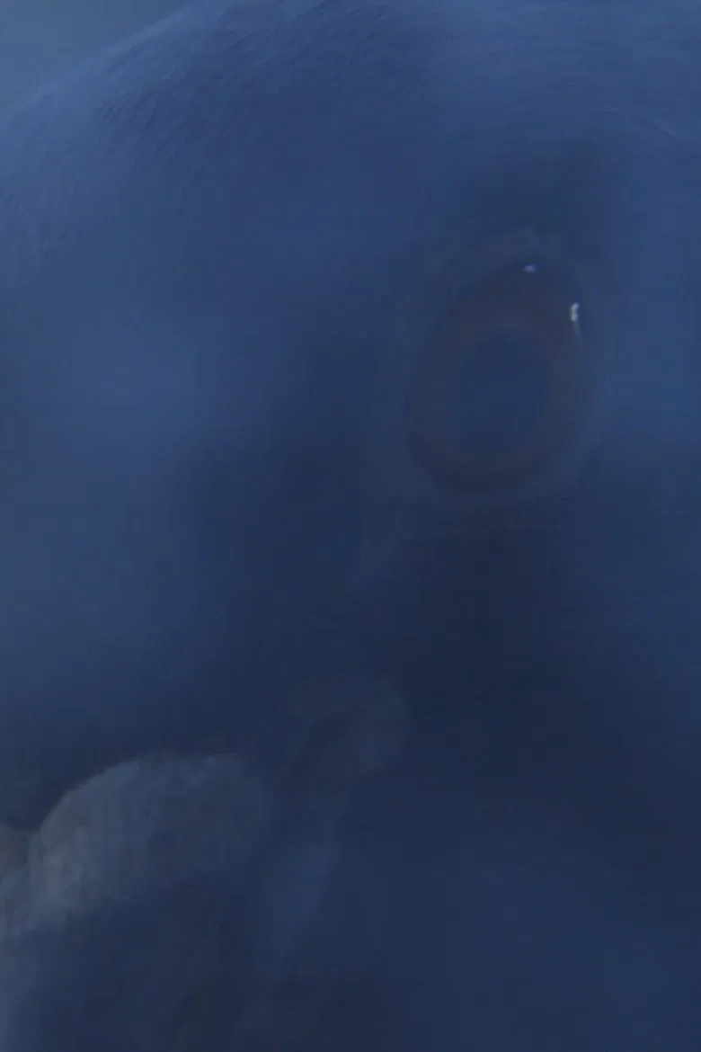 The Visitors poster background