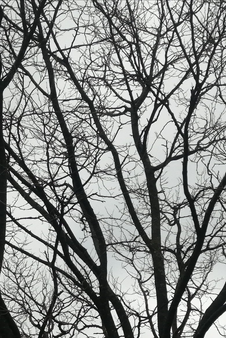 Tree Limbs poster background