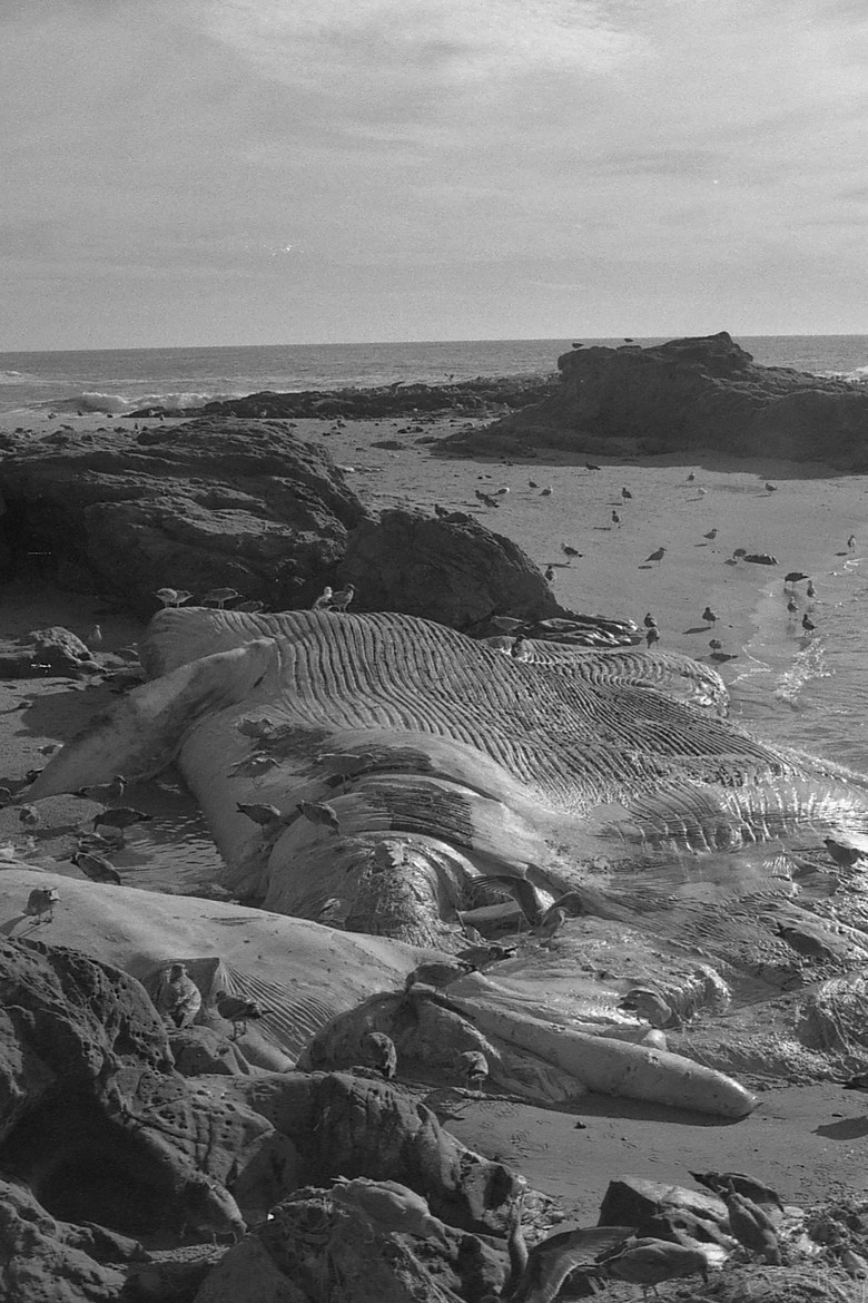 Back to Land poster background