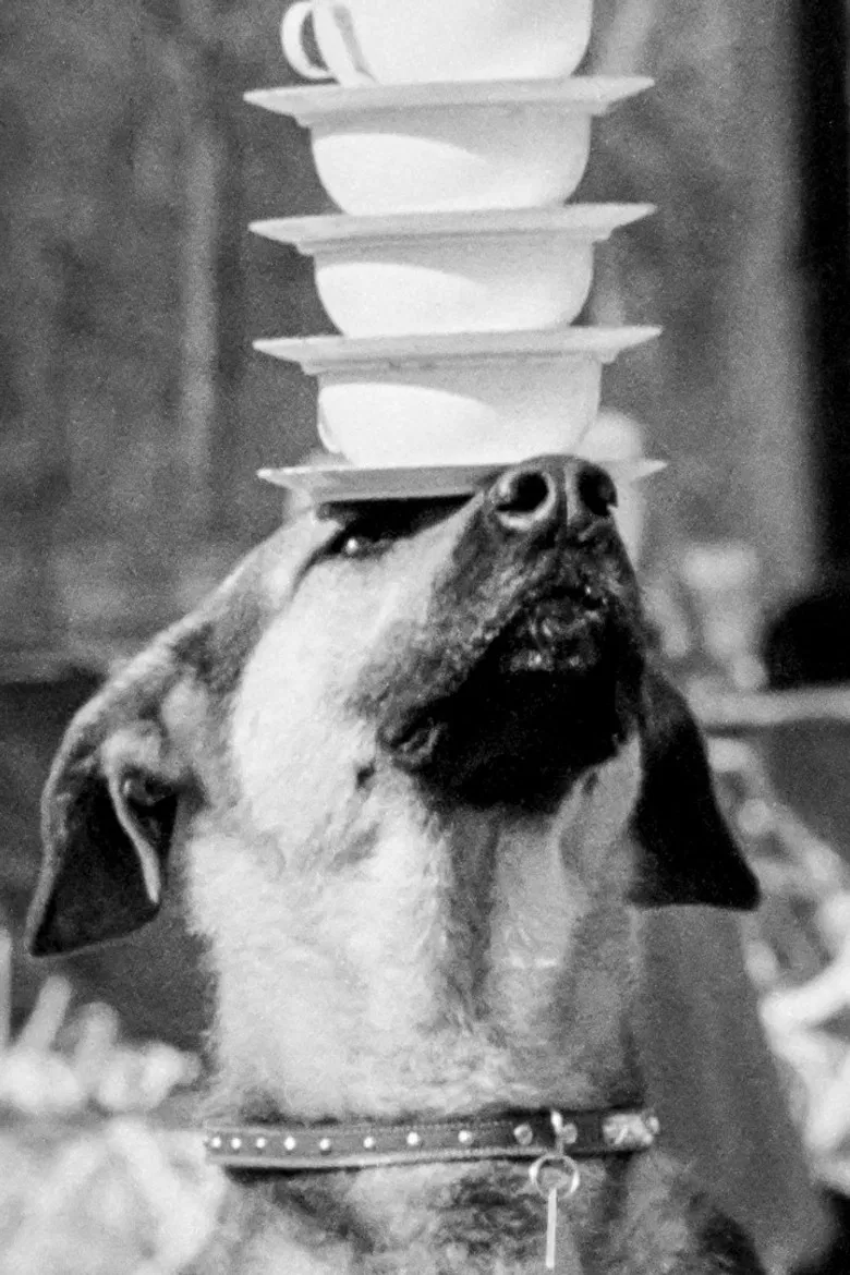 Doggie Chronicle poster background