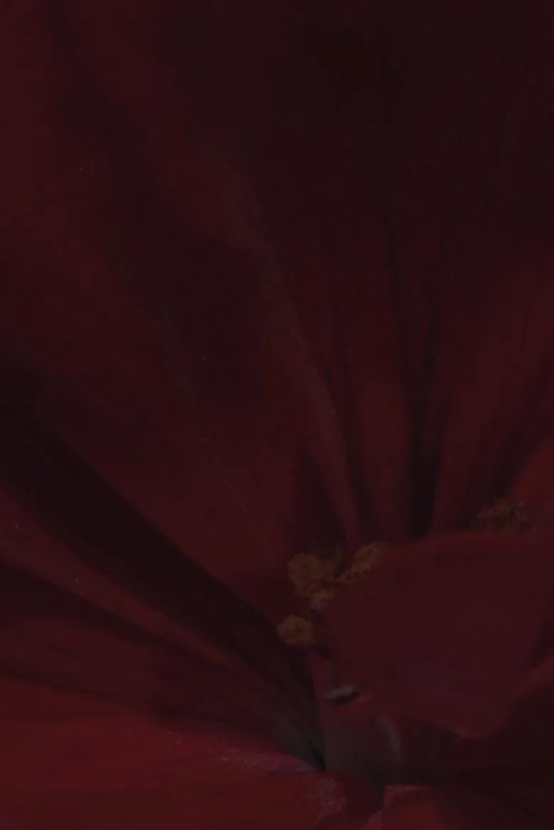 Flowerbed poster background